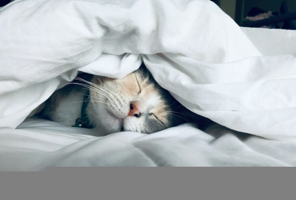 健康習慣 https://unsplash.com/photos/white-cat-sleeps-under-white-comforter-uy5t-CJuIK4?utm_content=creditCopyText&utm_medium=referral&utm_source=unsplash