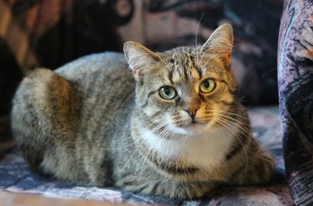 貓毛過敏除了可透過藥物也可使用免疫療法來獲得控制 / Photo by Lucie Hošová on Unsplash